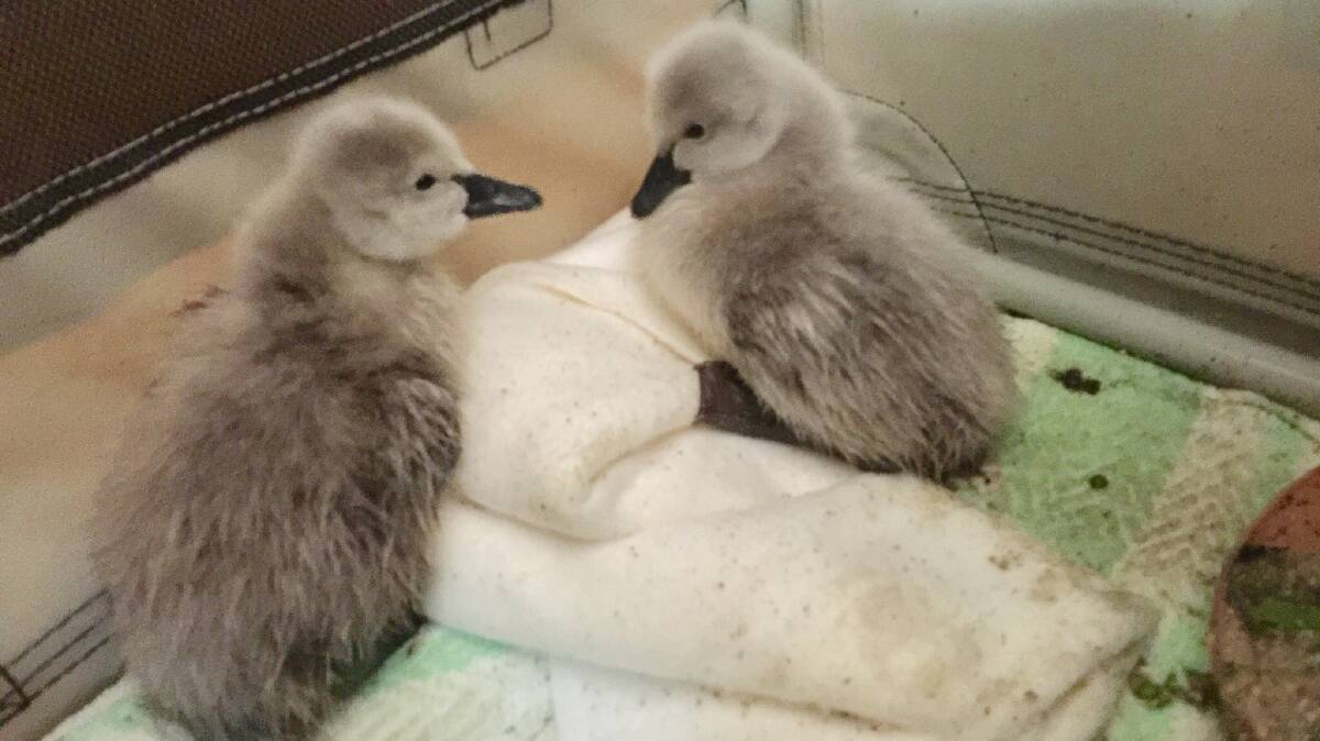 STRANDED SWANS: Two black swan siblings that were rescued from Cormorant Beach, Bawley Point on Tuesday. Picture: Zora Brown.