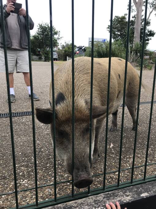 'Rocky' the pig on run, rangers tracking him down