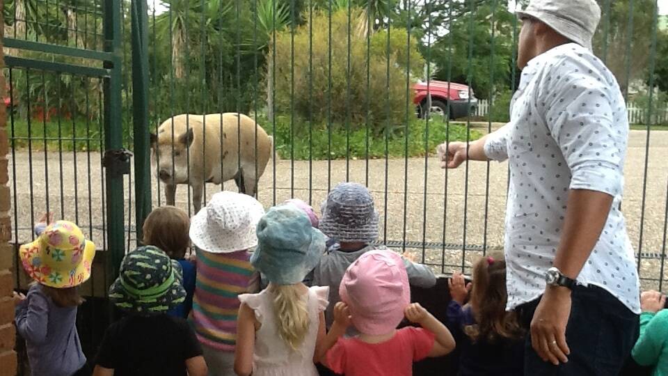 Children of the Scarlet Gum Child Care Centre, Ulladulla, watch the runaway pig they've named 'Rocky'. Pictures/video: Ebony Janeway/Justine Singapu.