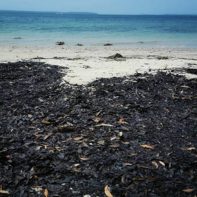 Burnt leaves has washed up on many Eurobodalla and Shoalhaven beaches, including Callala Beach. Picture: Cheryl Scowen/supplied.