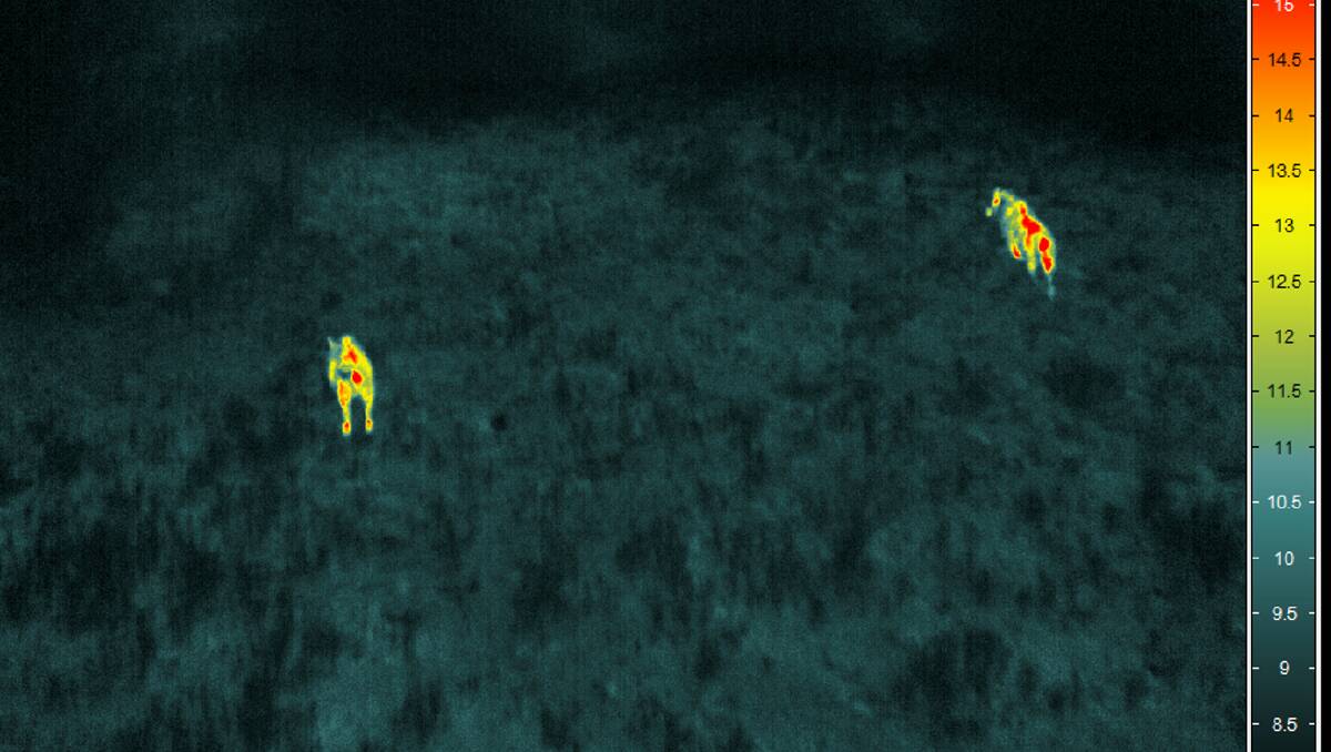 Night-spotting feral pigs with infrared camera.