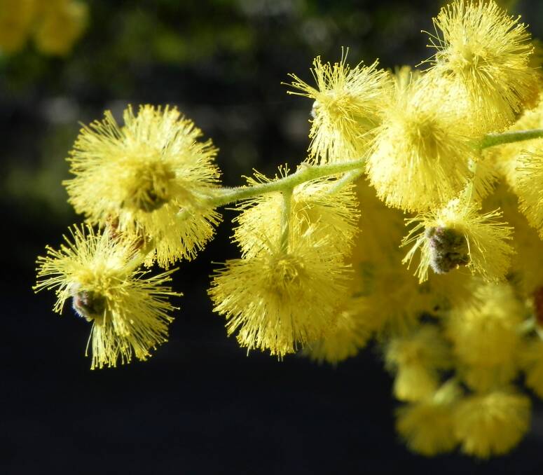 GOLDEN WATTLE: A reader suggests we celebrate as a nation on Wattle Day, September 1, rather than Australia Day, January 26.