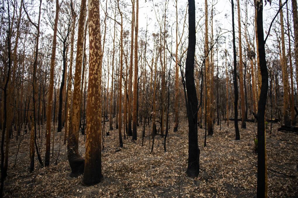 The 2019/2020 fires showed the importance of climate change, Bega MP Andrew Constance says. Malua Bay picture: Dion Georgopoulos