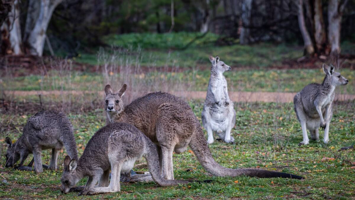 A mob of kangaroos has obstructed the path of the drivers of a stolen vehicle.