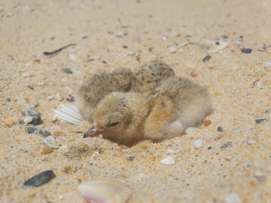 Little tern chicks in a sandy South Coast nest. Picture supplied.