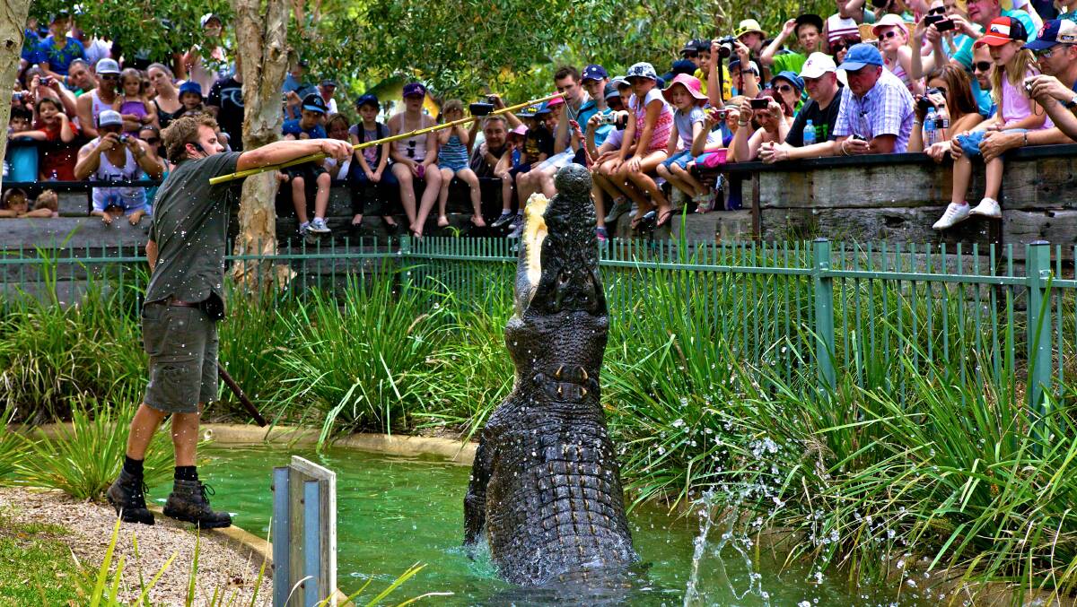 TOP CROC: Elvis the saltwater crocodile is fed by a park ranger.