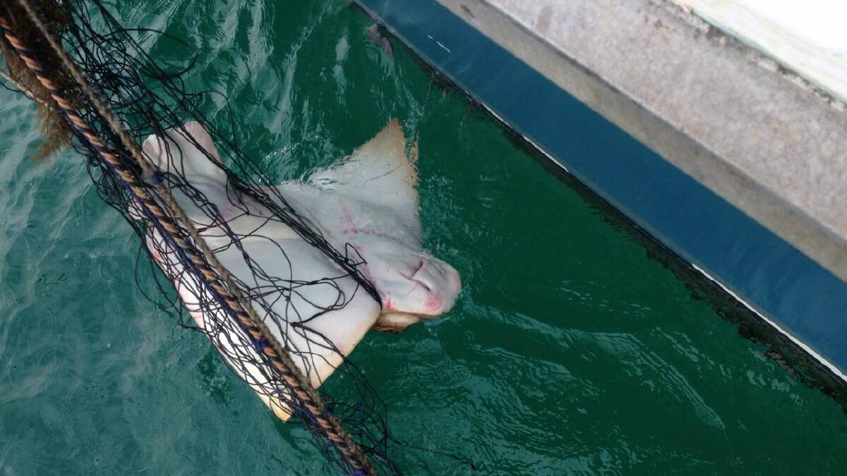 PREDATOR OR PREY: The Animal Justice Party says new data shows more than 300 animals died in Newcastle and Lake Macquarie shark nets over a decade.