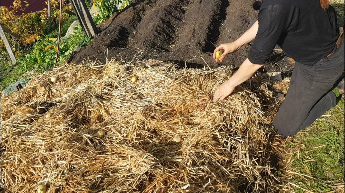 The no-dig method builds the garden bed on top of the ground and helps improve soil health.