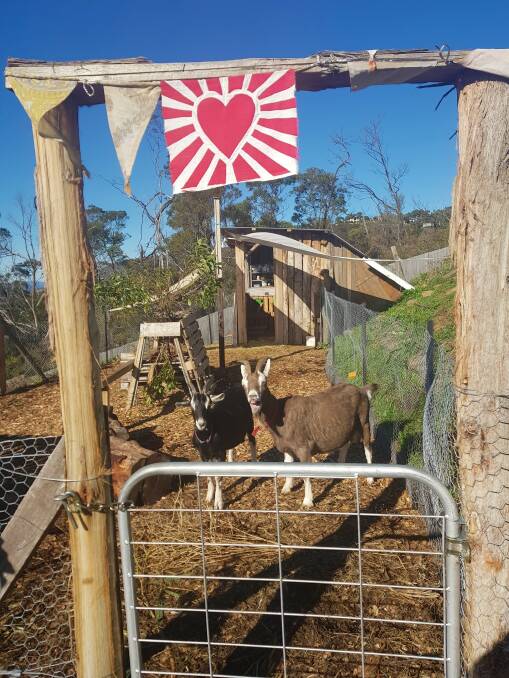 Jilly and Gerty in their goat yard. Picture: Hannah Moloney 