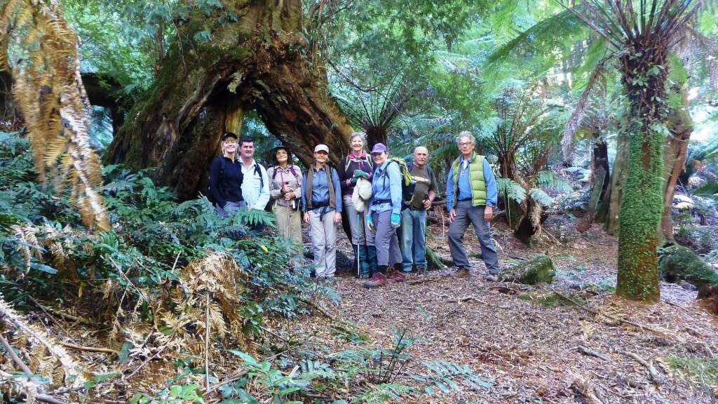 Forest folk: Batemans Bay Bushwalkers dwarfed by a giant Pinkwood tree on their recent outing to Monga National Park rainforest.