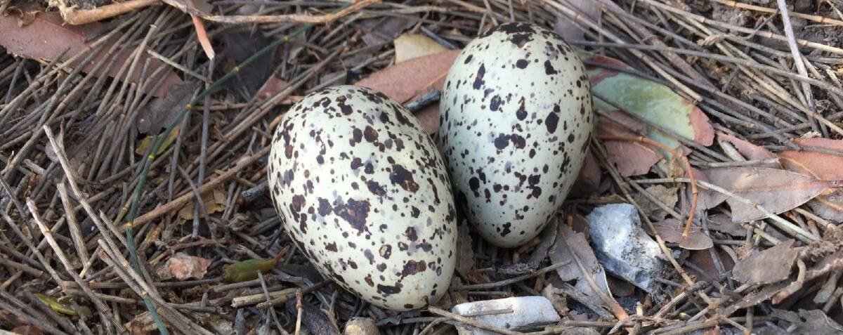 Camouflaged: Sooty oystercatcher eggs, like those on Snapper Island, can look like surrounding rocks and are easily stepped on.