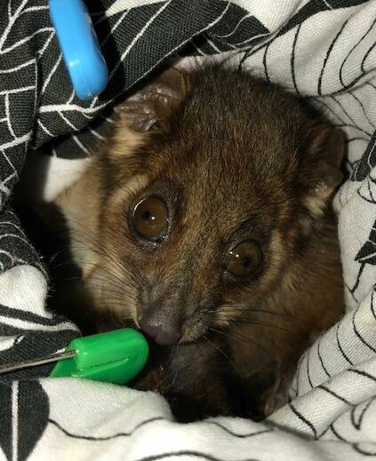 
Ringtail Possum in care.