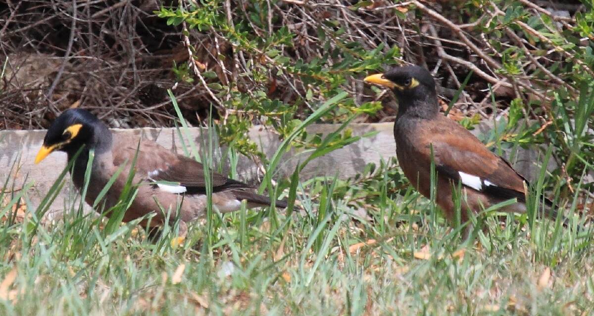 Why Indian mynas need to be culled