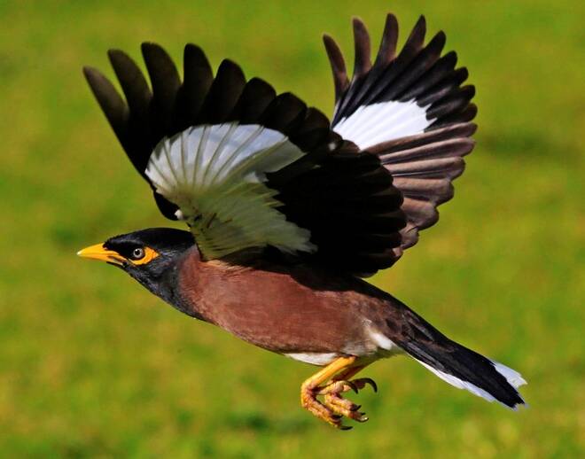Flying pest: Council’s Indian Myna Control Program has enjoyed great success, helping to minimise the population of the invasive bird in the Eurobodalla. 