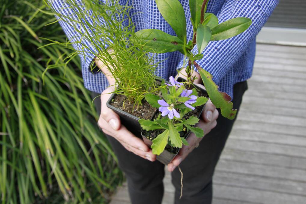 Get rid of your weeds: Narooma region residents can swap pesky weeds from their garden for free native plants this Sunday. Council will hold one of its popular plant swap stalls at Narooma Rotary Markets, from 8.30am-1pm.