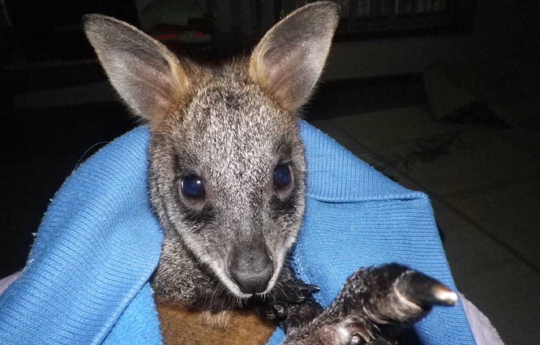What a cutie!: Jordy the baby wallaby is among the many native animals in care with the Mid-South Coast WIRES group. Photo: Beris Jenkins 