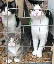 Take me home: Marshall, Chase and Rocky are looking for furr-ever homes. Call Elaine on 0410 016 612. All are vet checked, de-sexed, vaccinated and micro-chipped.