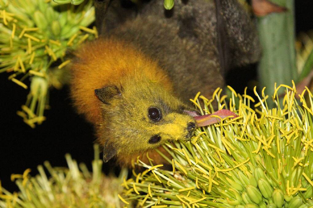 Valuable visitor: The ecological services grey headed flying foxes provide protect the long-term health and biodiversity of our forests.