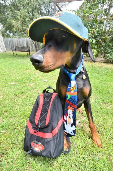 Ready for school: Zeke is dressed and ready to join Eurobodalla Canine Club's dog obedience classes which start on February 6.