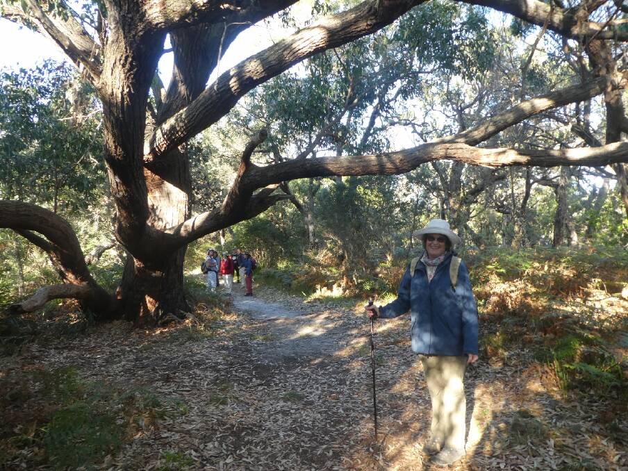 Nature's beauty: Jane Bassingthwaighte under a spreading Swamp Mahogany tree on the Guerrilla Bay to Rosedale walk.