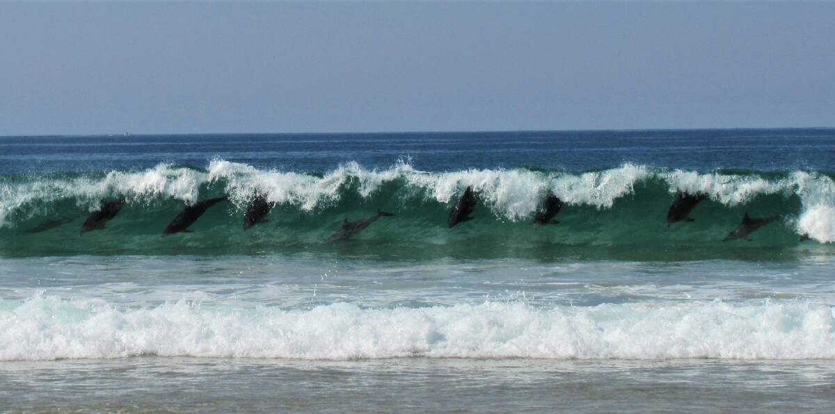 Surf's up: Batemans Bay bushwalker Helen Ransom clicked her camera at just the right time to capture this pod of dolphins surfing near Grey Rocks.