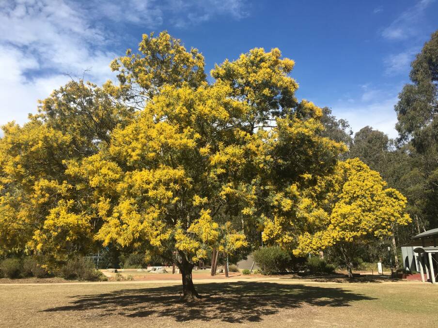 Acacia blayana, or Wadbilliga Wattle, named after the writer and explorer John Blay.