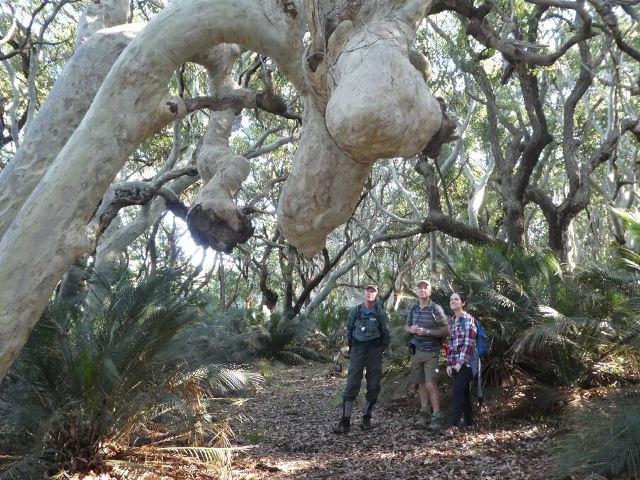 Hey Rocky! Batemans Bay Bushwalkers check out the Moose Head tree on their recent North Head and Durras walk.