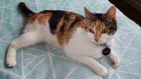 Love me: Sophie is looking for a furrever home. Call Elaine on 0410 016 612.