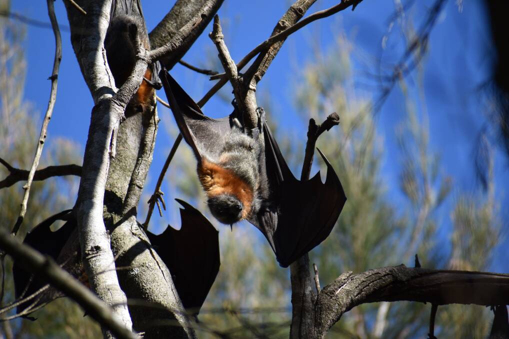 Hang in there: If you live near a flying fox camp, Eurobodalla Council may be able to help you deal with the challenges.