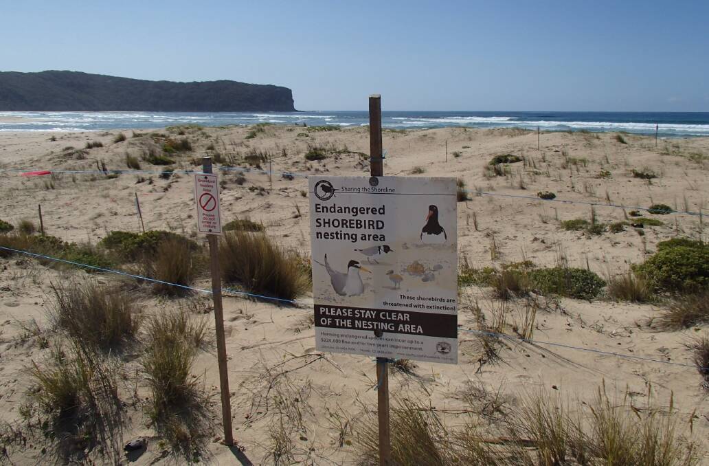 Protection: Fencing off the vulnerable nesting sites of Eurobodalla's threatened shorebirds helps increase the chance of successfully raising young.