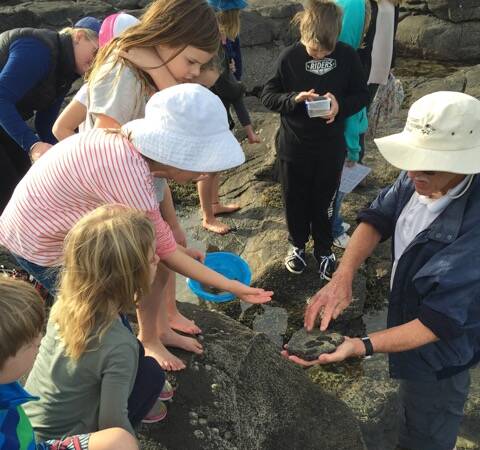 Hidden wonders: Families enjoy exploring Broulee rock pools. The Nature Coast Marine Group is offering guided walks of the coastline these school holidays.