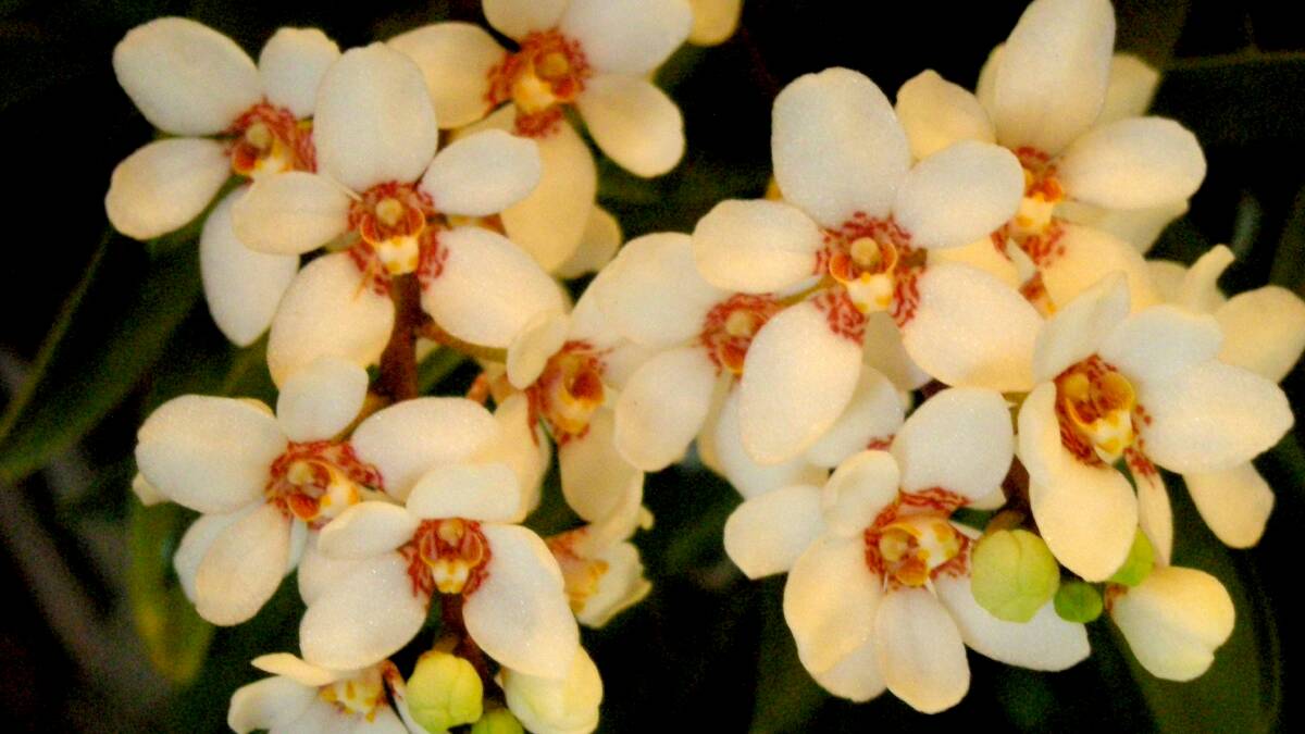 Sarcochilus orchids.
