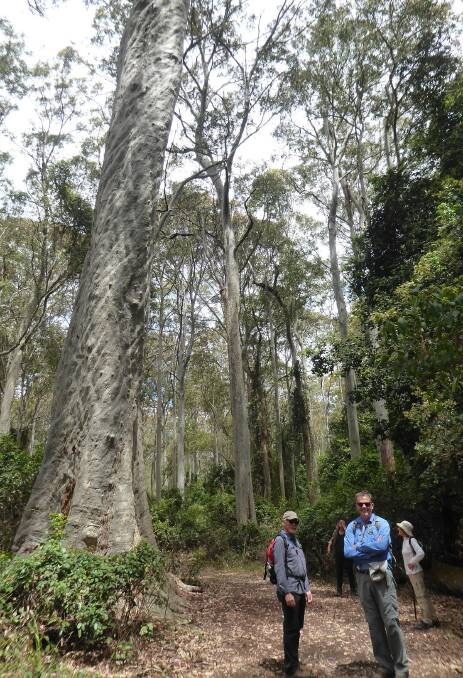 Photo opportunity: Ed Gilmour and Rob Lees at the iconic Big Tree in Murramarang National Park.