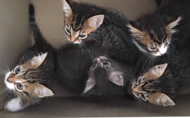 This litter of kittens was found in a cardboard box in the bush, they were the lucky ones!