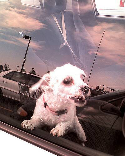 Deadly: Don't ever leave your pets in a hot car, even if the windows are down.
