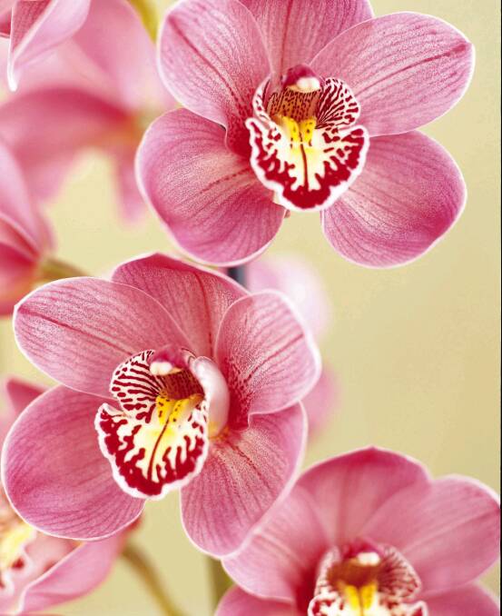 Cymbidium orchids.