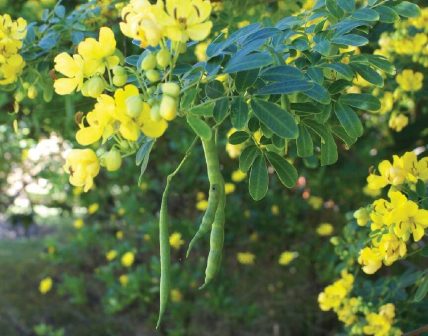 Foreign invader: Cassia, or Senna, is an invasive weed currently flowering in Eurobodalla. Exchange it and other environmental weeds from your garden for free native plants at the Corrigans Beach Markets this Sunday.