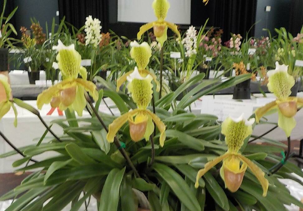 Orchid show in the Bay