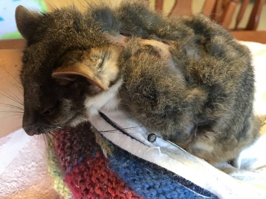 Cats are killers: Wildlife carer Sandy Collins says 95 per cent of wildlife injured by cats, like this ringtail possum, will die. Cat owners are encouraged to help protect wildlife by putting a free CatBib on their pet. Photos: Sandy Collins.
