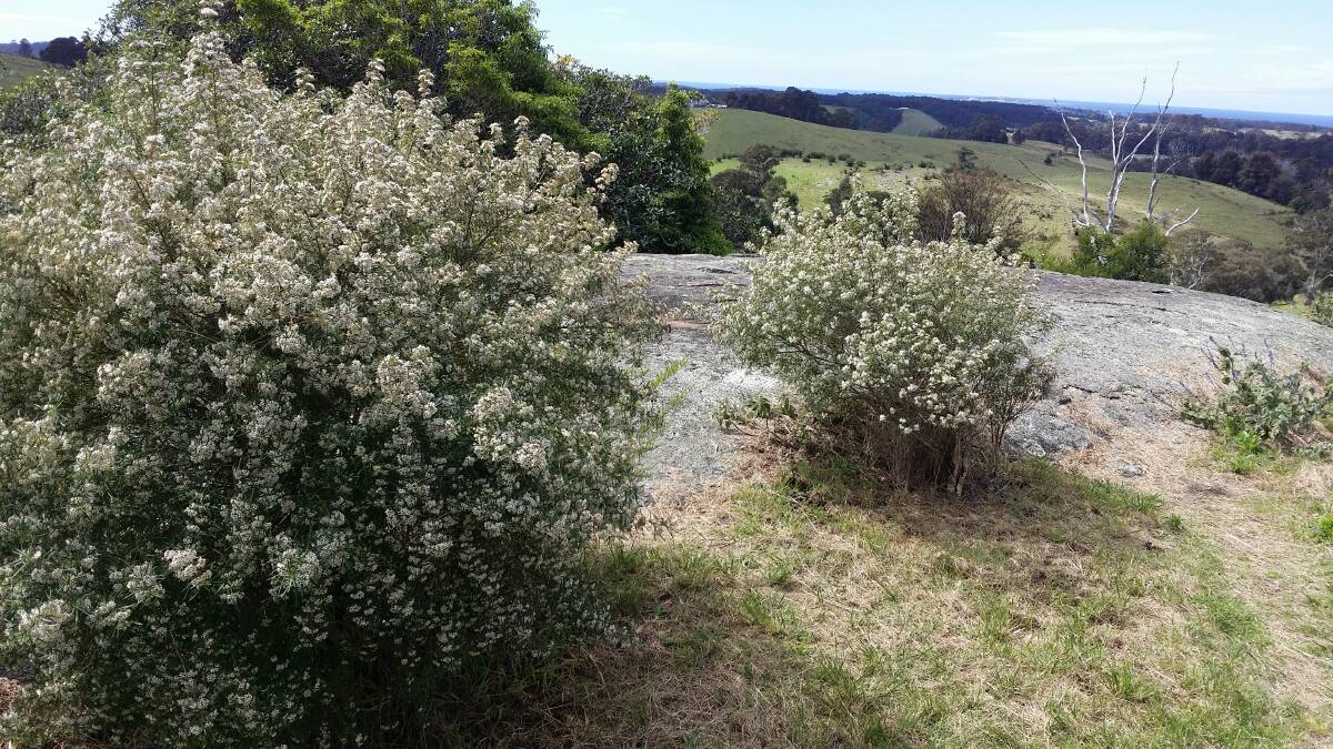 Do you have this plant?: Council is encouraging residents in the south of the shire to be on the lookout for Warty Zieria on their property. The native plant is found nowhere else in the world and is listed as vulnerable.