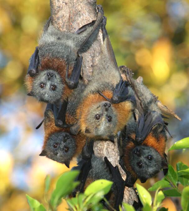Where do they go?: Grey-head flying fox populations are regularly on the move. They are often in conflict with humans, but are also of conservation concern.
