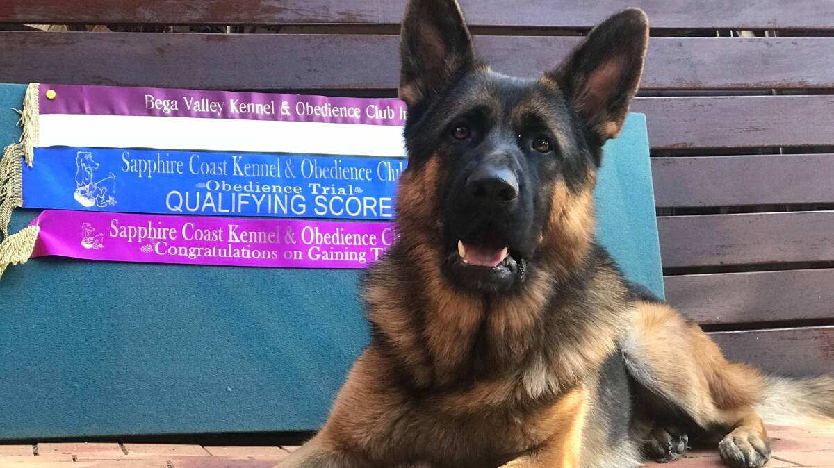 Wayne Kelly and his German Shepherd Danny (pictured), achieved their 3rd pass with a score of 189/200 and gained their CDX title at the Sapphire Coast Show.