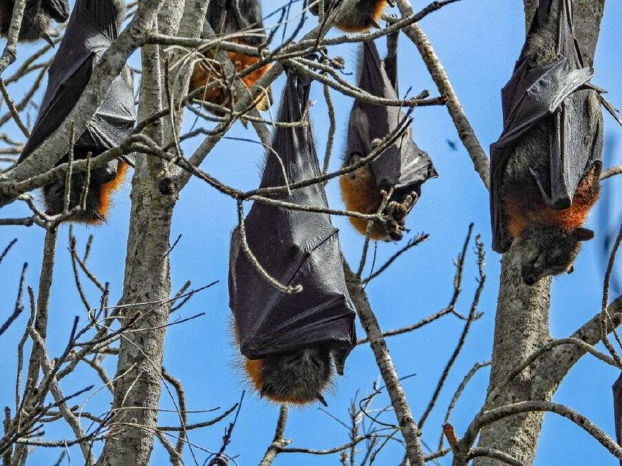 That's a wrap: Numbers of grey-headed flying foxes are declining across Eurobodalla, which is typical for this time of year. Photo: Bruno Fabbo