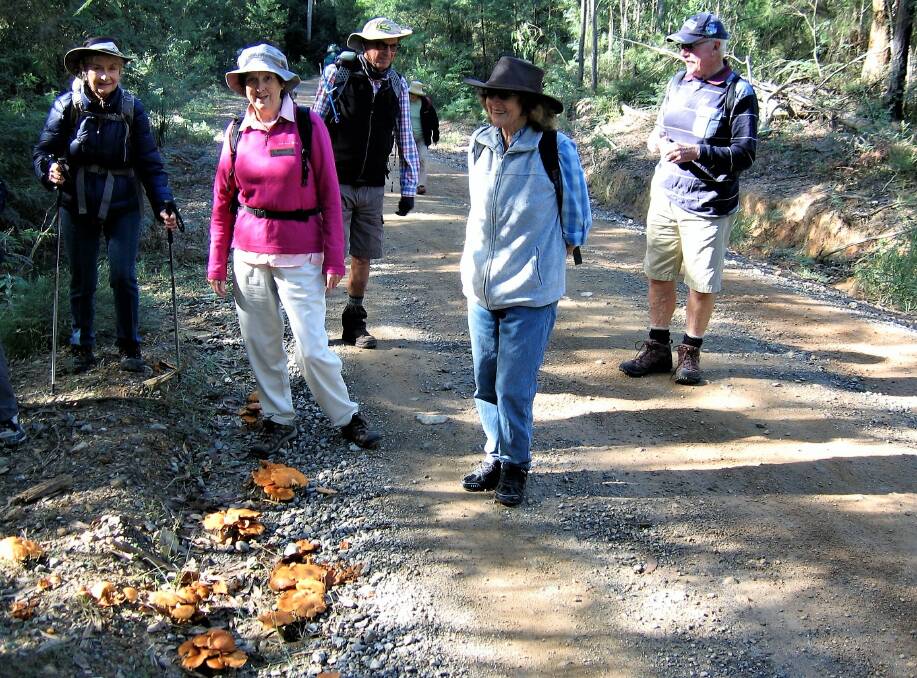Fun with fungi: Carol Shelton, Heather Krech, Rodney Hills, Elaine Edwards and Graham Scott examine fungi growing in a moist dip by the roadside.