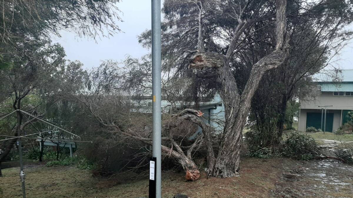 Rosedale copped strong winds which brought down trees on Monday.