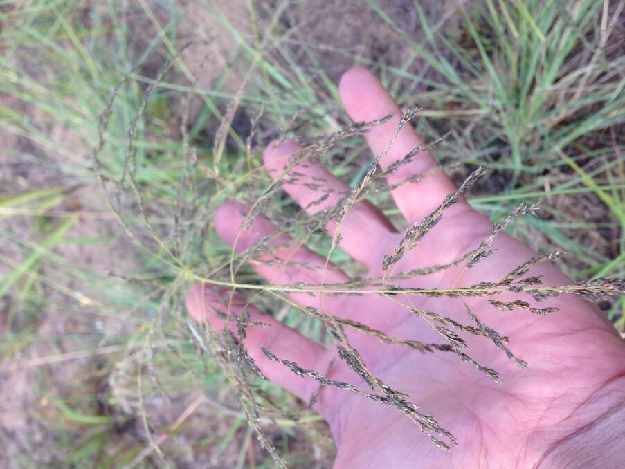 Help is available to tackle agricultural weeds, such as African lovegrass.