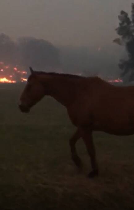 Eurobodalla Shire Mayor Liz Innes captured on video (below) the moment she guided her horses to another paddock to escape fire. 