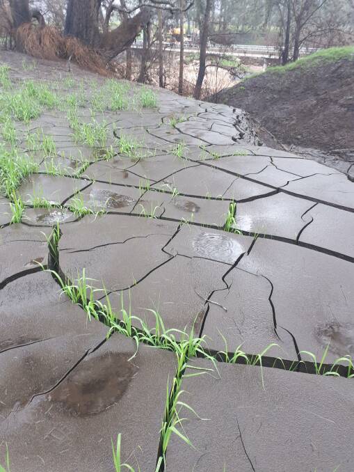 CRACKED: Sediment and weeds threaten shire's waterways after summer of fire and flood.