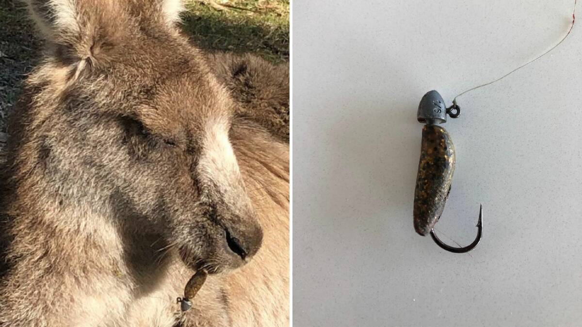 A large Eastern Grey Kangaroo was hooked in the mouth by a fishing lure at Pretty Beach Cabins, Pretty Beach, near Bawley Point. WIRES has warned to never throw unwanted line or lures overboard or drop them into waterways. Pictures: Tony de la Fosse