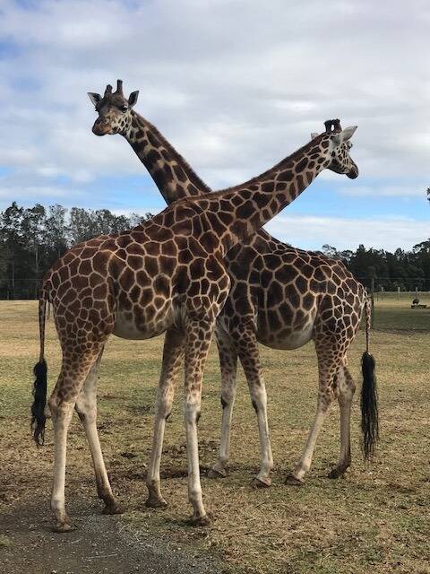 Mother and daughter giraffes pregnant at the same time.